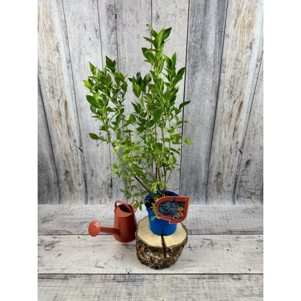 'Mid-Early XL' - borówka amerykańska
Vaccinium corymbosum 'Mid-Early XL'