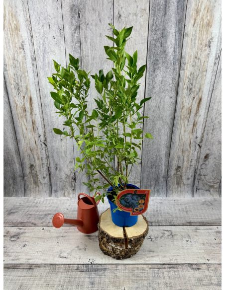 'Mid-Early XL' - borówka amerykańska
Vaccinium corymbosum 'Mid-Early XL'