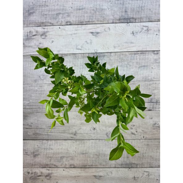 'Mid-Early XL' - borówka amerykańska
Vaccinium corymbosum 'Mid-Early XL'