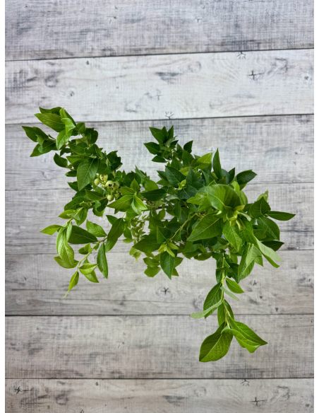 'Mid-Early XL' - borówka amerykańska
Vaccinium corymbosum 'Mid-Early XL'