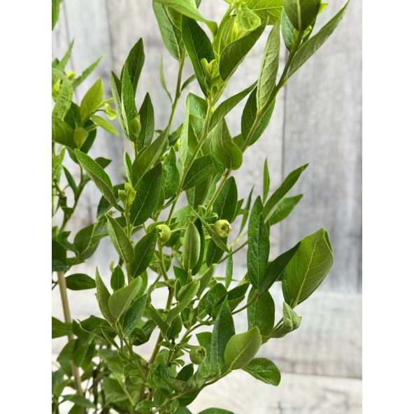 'Mid XL' - borówka amerykańska
Vaccinium corymbosum 'Mid XL'
