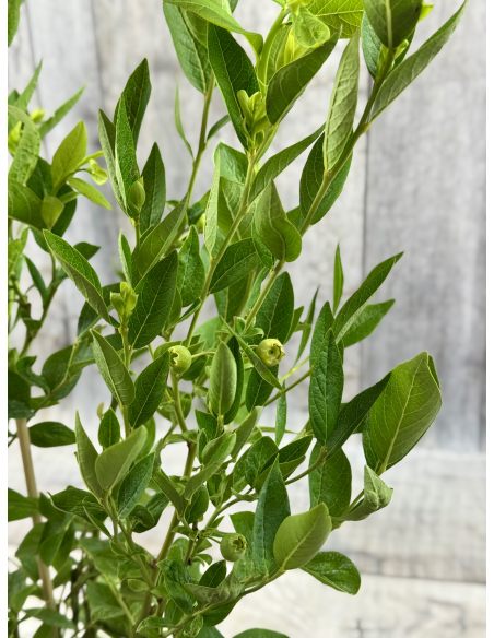 'Mid XL' - borówka amerykańska
Vaccinium corymbosum 'Mid XL'