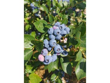 'Mid XL' - borówka amerykańska
Vaccinium corymbosum 'Mid XL'