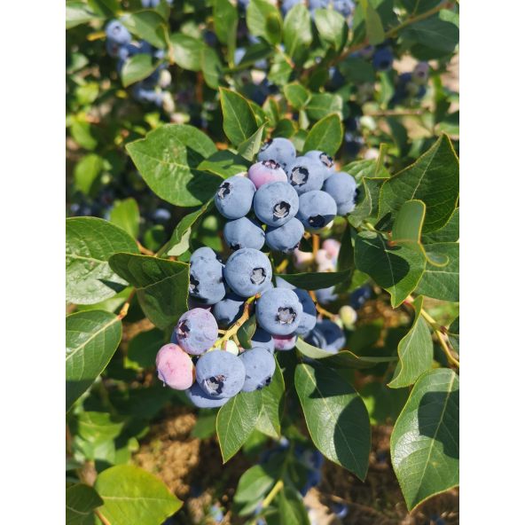 'Mid XL' - borówka amerykańska
Vaccinium corymbosum 'Mid XL'
