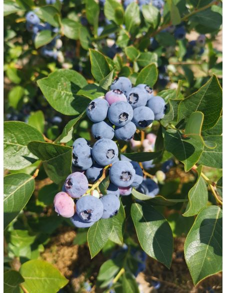 'Mid XL' - borówka amerykańska
Vaccinium corymbosum 'Mid XL'