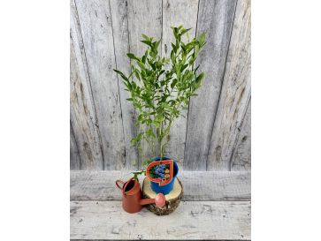 'Mid XL' - borówka amerykańska
Vaccinium corymbosum 'Mid XL' 2