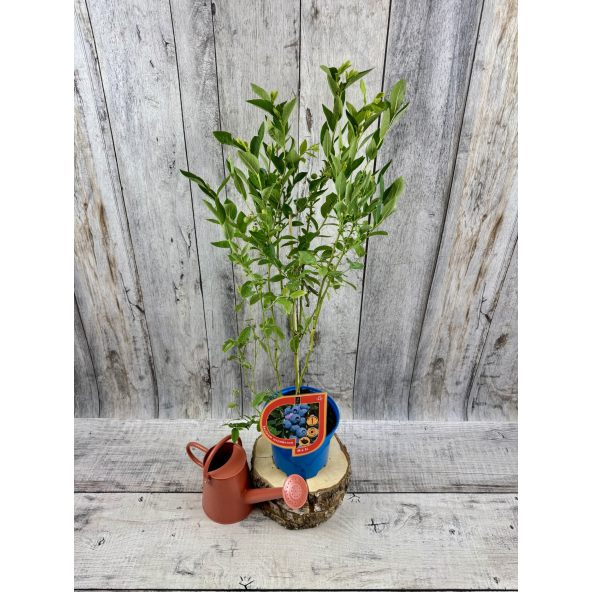 'Mid XL' - borówka amerykańska
Vaccinium corymbosum 'Mid XL'