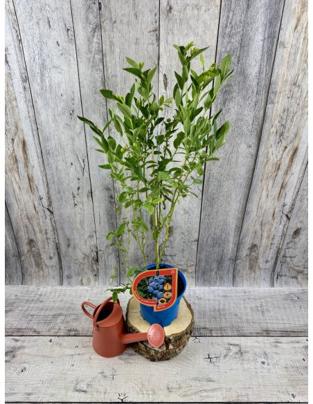 'Mid XL' - borówka amerykańska
Vaccinium corymbosum 'Mid XL'