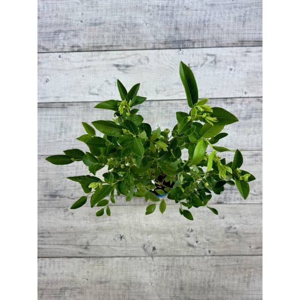 'Mid XL' - borówka amerykańska
Vaccinium corymbosum 'Mid XL'