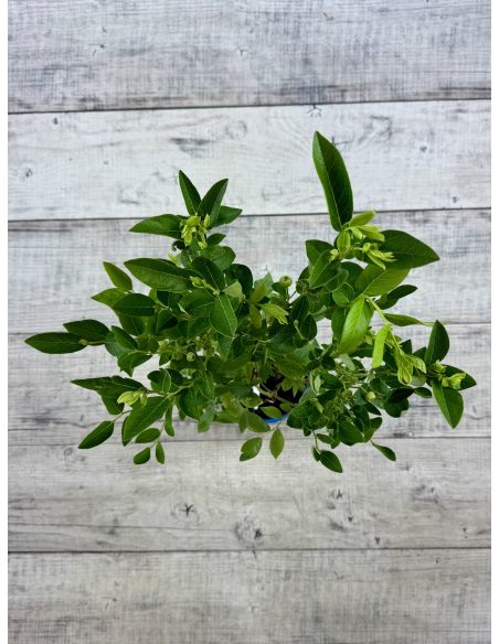 'Mid XL' - borówka amerykańska
Vaccinium corymbosum 'Mid XL'