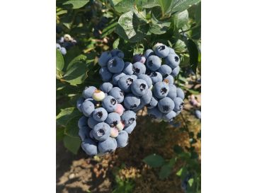 'Mid XXL' - borówka amerykańska
Vaccinium corymbosum 'Mid XXL'
