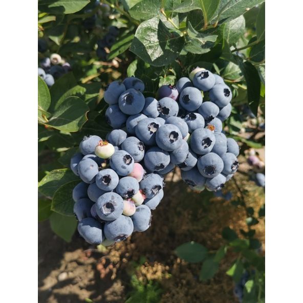 'Mid XXL' - borówka amerykańska
Vaccinium corymbosum 'Mid XXL'