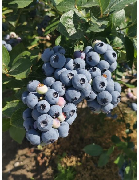 'Mid XXL' - borówka amerykańska
Vaccinium corymbosum 'Mid XXL'