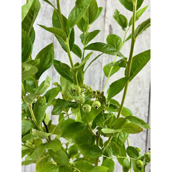 'Mid XXL' - borówka amerykańska
Vaccinium corymbosum 'Mid XXL'