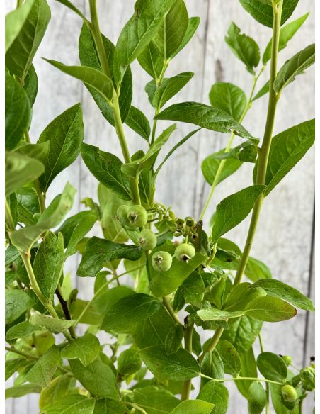 'Mid XXL' - borówka amerykańska
Vaccinium corymbosum 'Mid XXL'