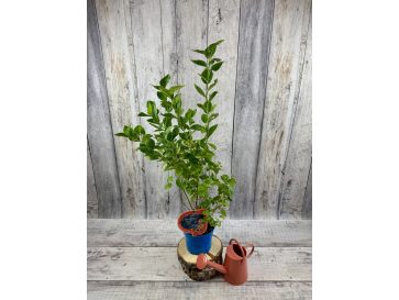 'Mid XXL' - borówka amerykańska
Vaccinium corymbosum 'Mid XXL' 2