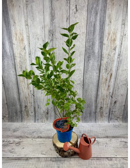 'Mid XXL' - borówka amerykańska
Vaccinium corymbosum 'Mid XXL'