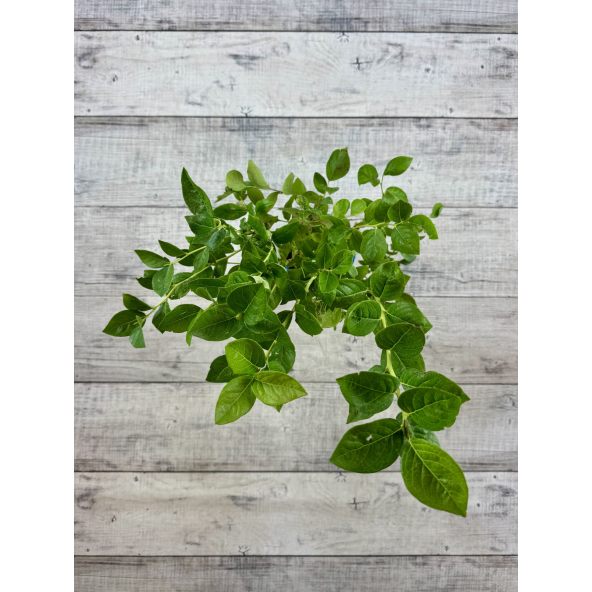 'Mid XXL' - borówka amerykańska
Vaccinium corymbosum 'Mid XXL'