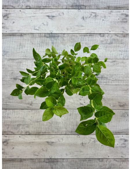 'Mid XXL' - borówka amerykańska
Vaccinium corymbosum 'Mid XXL'