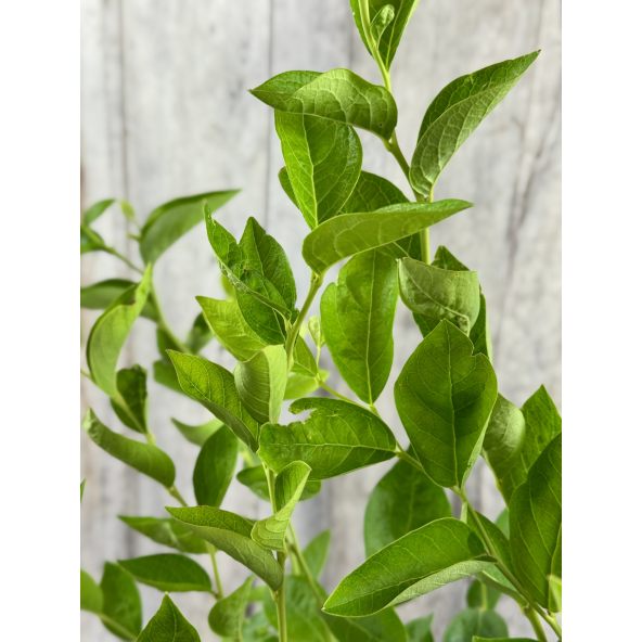 'Mid 3 XL' - borówka amerykańska
Vaccinium corymbosum 'Mid 3 XL'