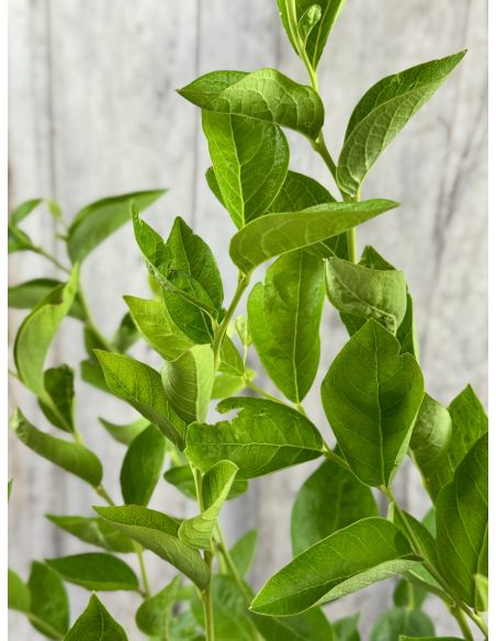 'Mid 3 XL' - borówka amerykańska
Vaccinium corymbosum 'Mid 3 XL'