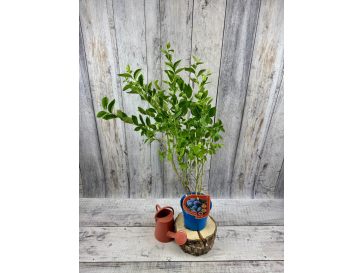 'Mid 3 XL' - borówka amerykańska
Vaccinium corymbosum 'Mid 3 XL' 2