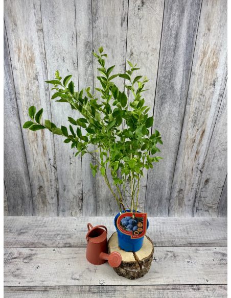'Mid 3 XL' - borówka amerykańska
Vaccinium corymbosum 'Mid 3 XL'