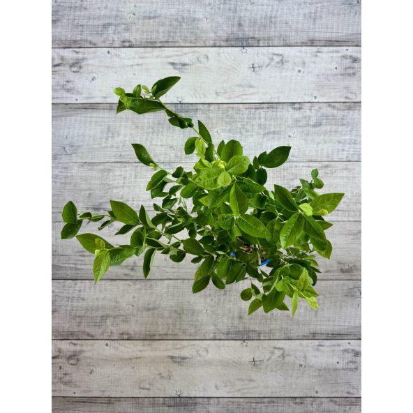 'Mid 3 XL' - borówka amerykańska
Vaccinium corymbosum 'Mid 3 XL'