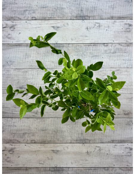 'Mid 3 XL' - borówka amerykańska
Vaccinium corymbosum 'Mid 3 XL'