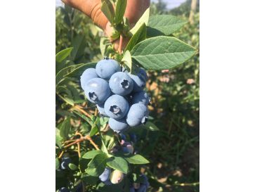 'Mid 3 XL' - borówka amerykańska
Vaccinium corymbosum 'Mid 3 XL'