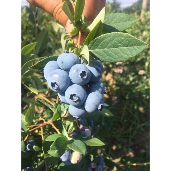 'Mid 3 XL' - borówka amerykańska
Vaccinium corymbosum 'Mid 3 XL'