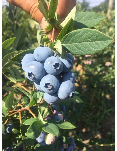 'Mid 3 XL' - borówka amerykańska
Vaccinium corymbosum 'Mid 3 XL'