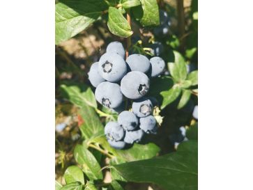 'Early XXL' - borówka amerykańska
Vaccinium corymbosum 'Early XXL'