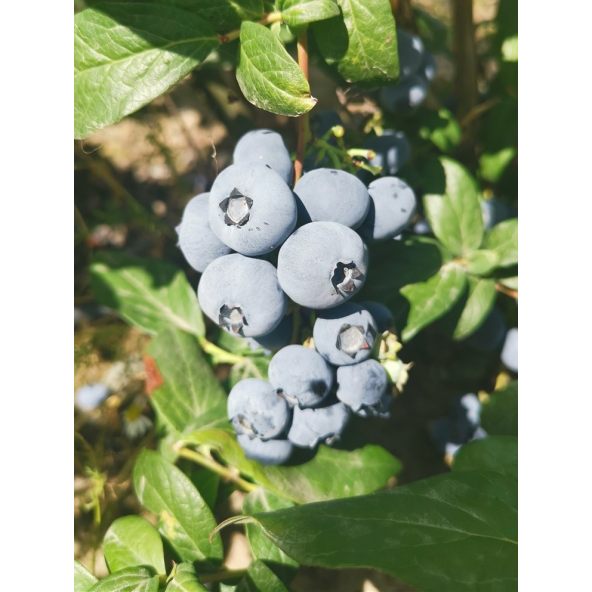 'Early XXL' - borówka amerykańska
Vaccinium corymbosum 'Early XXL'