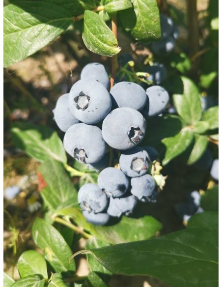 'Early XXL' - borówka amerykańska
Vaccinium corymbosum 'Early XXL'