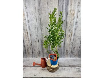 'Early XXL' - borówka amerykańska
Vaccinium corymbosum 'Early XXL' 2