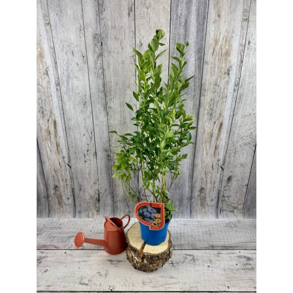 'Early XXL' - borówka amerykańska
Vaccinium corymbosum 'Early XXL'