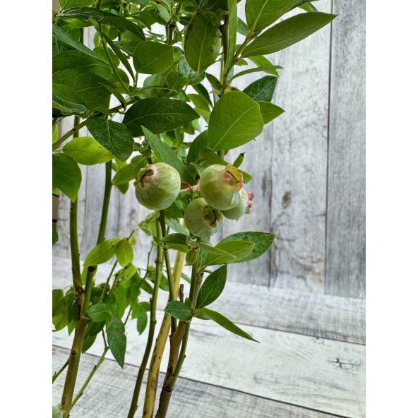 'Early XXL' - borówka amerykańska
Vaccinium corymbosum 'Early XXL'