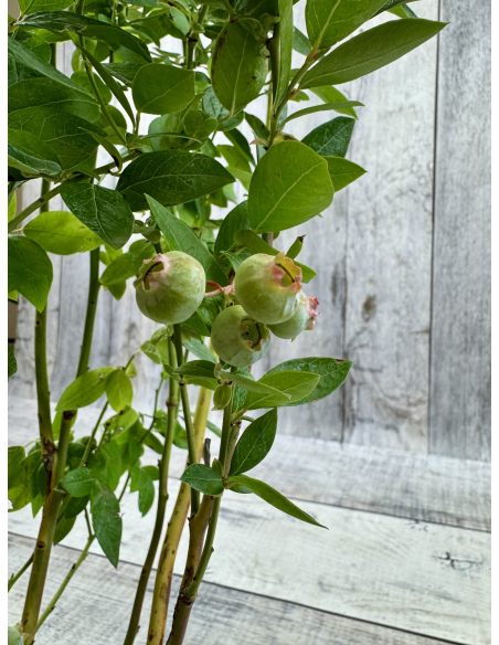 'Early XXL' - borówka amerykańska
Vaccinium corymbosum 'Early XXL'