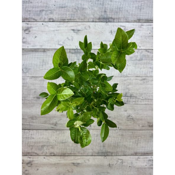'Early XXL' - borówka amerykańska
Vaccinium corymbosum 'Early XXL'