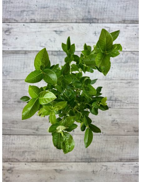 'Early XXL' - borówka amerykańska
Vaccinium corymbosum 'Early XXL'