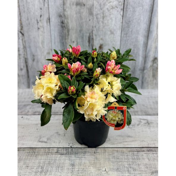 'Golden Torch' - różanecznik jakuszimański 
Rhododendron yakushimanum 'Golden Torch'