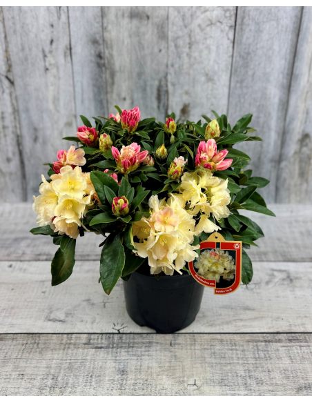 'Golden Torch' - różanecznik jakuszimański 
Rhododendron yakushimanum 'Golden Torch'