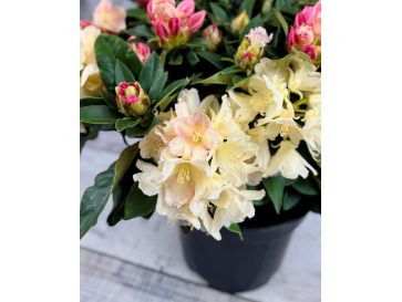 'Golden Torch' - różanecznik jakuszimański 
Rhododendron yakushimanum 'Golden Torch'