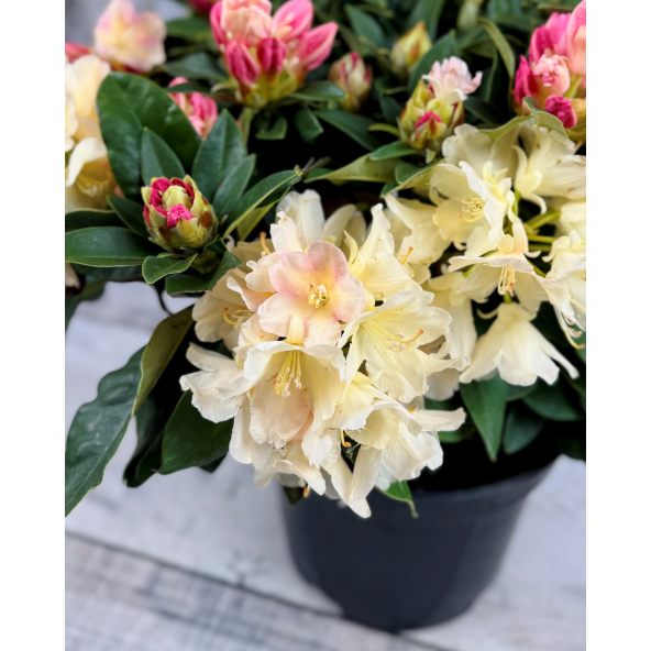 'Golden Torch' - różanecznik jakuszimański 
Rhododendron yakushimanum 'Golden Torch'