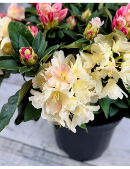 'Golden Torch' - różanecznik jakuszimański 
Rhododendron yakushimanum 'Golden Torch'