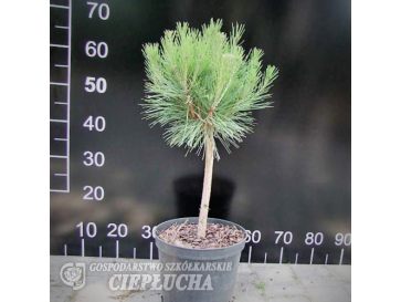 Sosna gęstokwiatowa 'Compacta' h 40-60