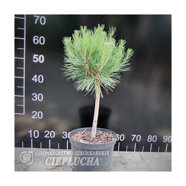 Sosna gęstokwiatowa 'Compacta' h 40-60