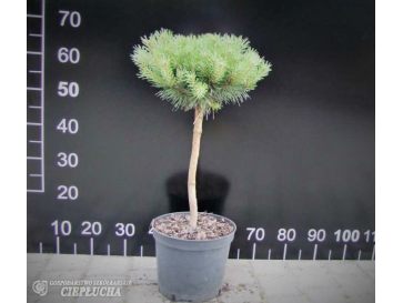 Pinus sylvestris Tabuliformis 5/I Pa 20