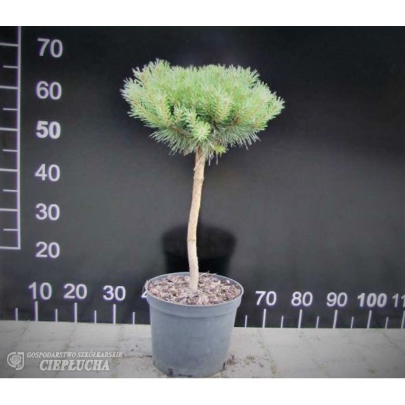 Pinus sylvestris Tabuliformis 5/I Pa 20